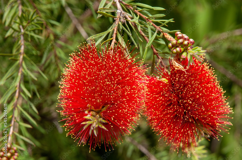 Sydney Australia, melaleuca pearsonii also known as blackdown bottlebrush flowers are red, tipped with yellow
