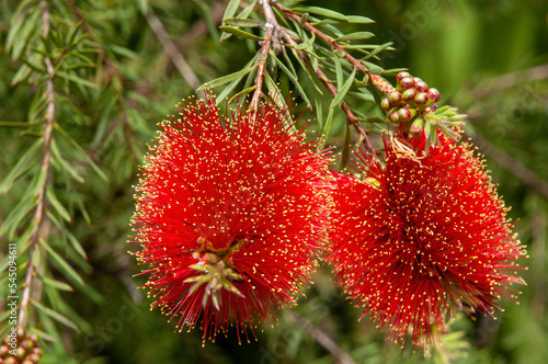 Sydney Australia  melaleuca pearsonii also known as blackdown bottlebrush flowers are red  tipped with yellow