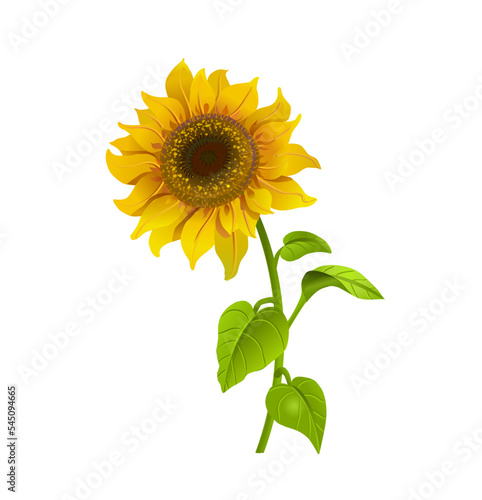 Realistic sunflower flower. Vector illustration isolated on white background