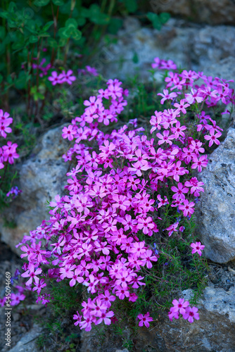 phlox subulate flowers