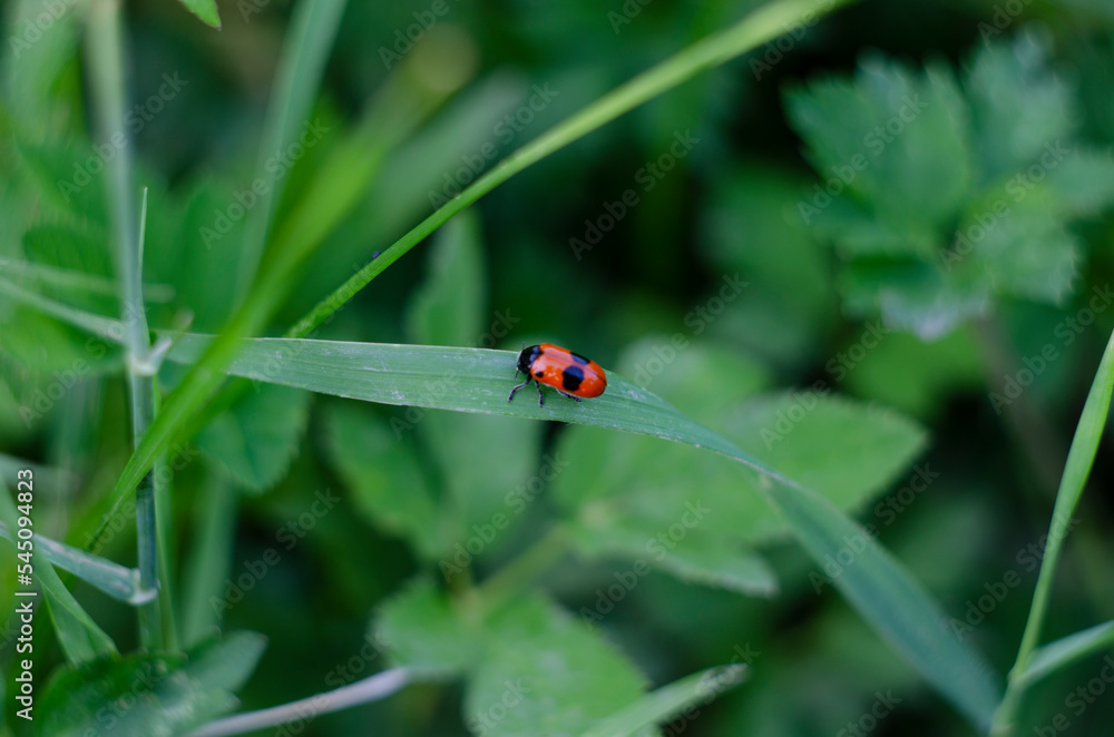 Obraz premium Smooth leaf beetle Clytra laeviuscula suborder nemonious Polyphaga. Beetle with red wings with black dots