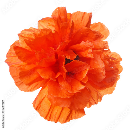 Bright orange decorative poppy flower isolated on white background.