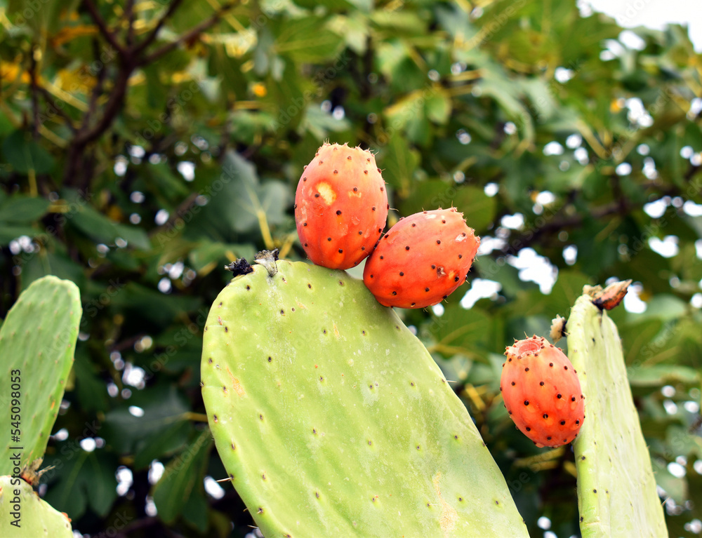 Fig opuntia (Opuntia ficus-indica) with fruits Fig opuntia (Opuntia ficus-indica) with fruits