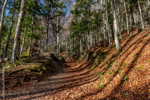 The path leading to the summit of Monte Penna covered in autumnal leaves, Badia Prataglia, Arezzo, Italy photo