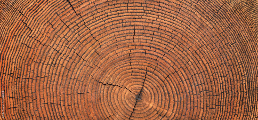 old wood texture with annual rings and cracks. wooden background old wood texture with annual rings and cracks. wooden background