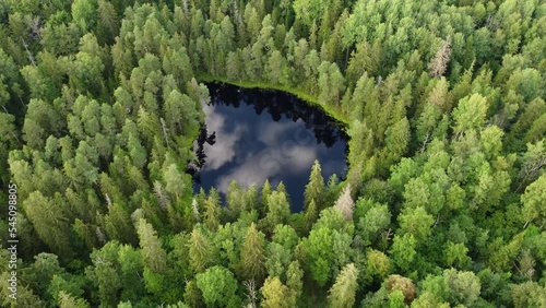 Green forests of Latvia in the month of September photo