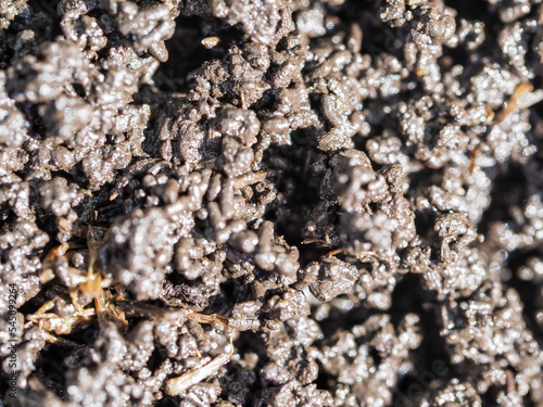 Bio humus texture earth. Composting waste worms