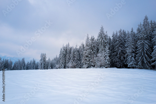 snow-covered forest on top of Tatra mountain Poland