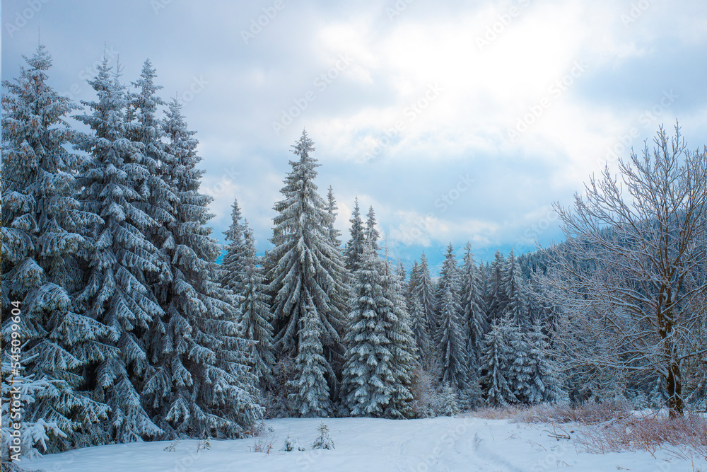 Fototapeta premium snow covered forest sunny day