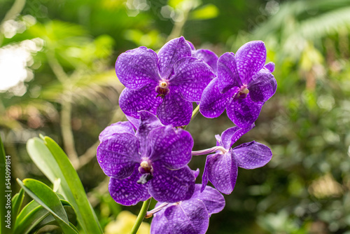 Closed up of beautiful purple Vanda orchids blooms