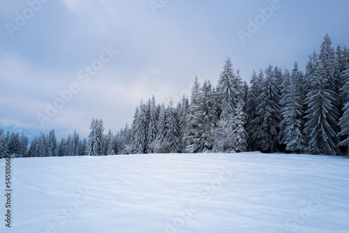 snow-covered forest on top of Tatra mountain Poland © fotomaster