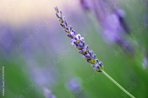 Macro picture of blooming lavender flower