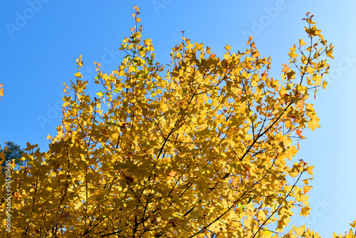 Autumn colored leaves of the Montpellier maple (Acer monspessulanum) photo
