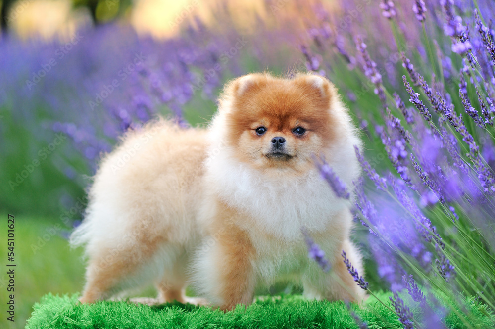 Side view portrait of a standing pomeranian against lavender flowers Side view portrait of a standing pomeranian against lavender flowers