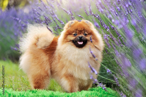 Side view full length portrait of a spitz standing under the blooming lavender