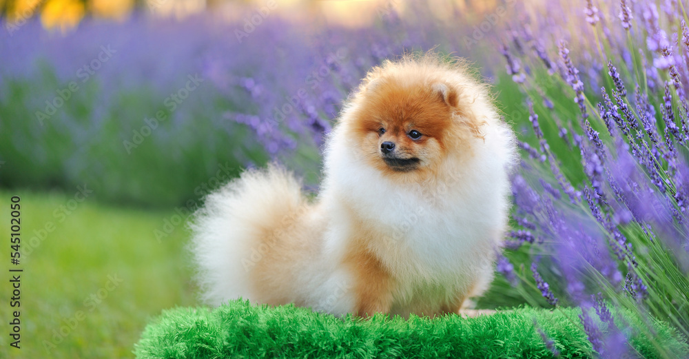 Wide wallpaper with sitting pomeranian against blooming lavender