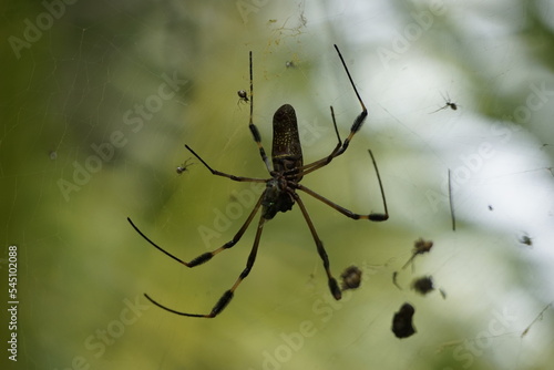 spider weaving its web to catch its prey