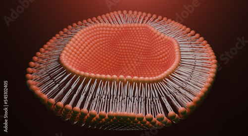 Lipid bilayer or phospholipid bilayer. 3D rendering.