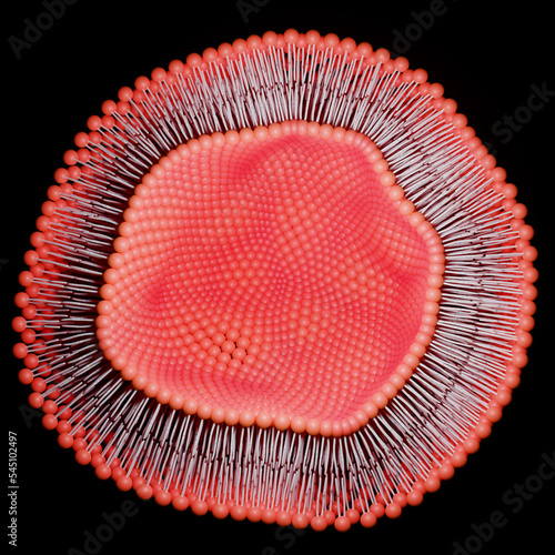 Lipid bilayer or phospholipid bilayer. 3D rendering.