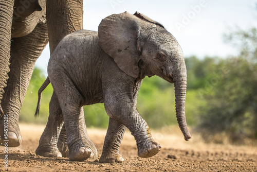 Fotobehang The African Bush Elephant