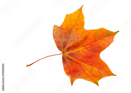 Autumn maple leaf bright on white background.