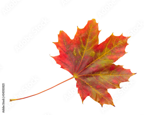 Autumn maple leaf bright on white background.