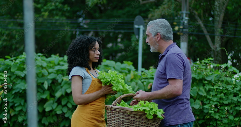 custom made wallpaper toronto digitalTwo diverse community farmers smelling organic lettuces outside. A black woman and a middle aged man talking about food cultivation