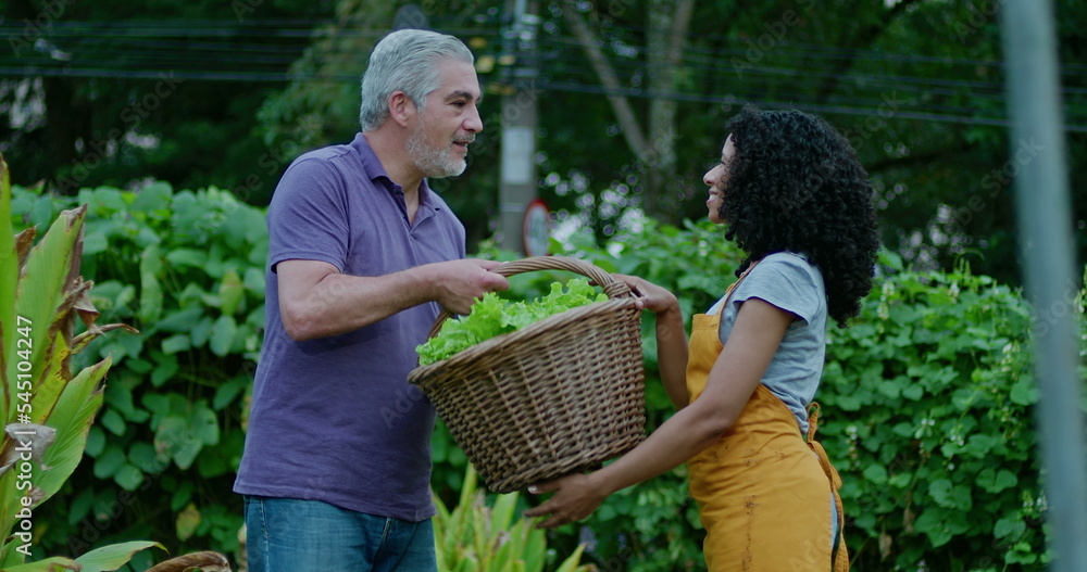 Fototapeta premium African American woman handing basket of organic lettuces to middle aged man at urban community farm. Two diverse urban farmers