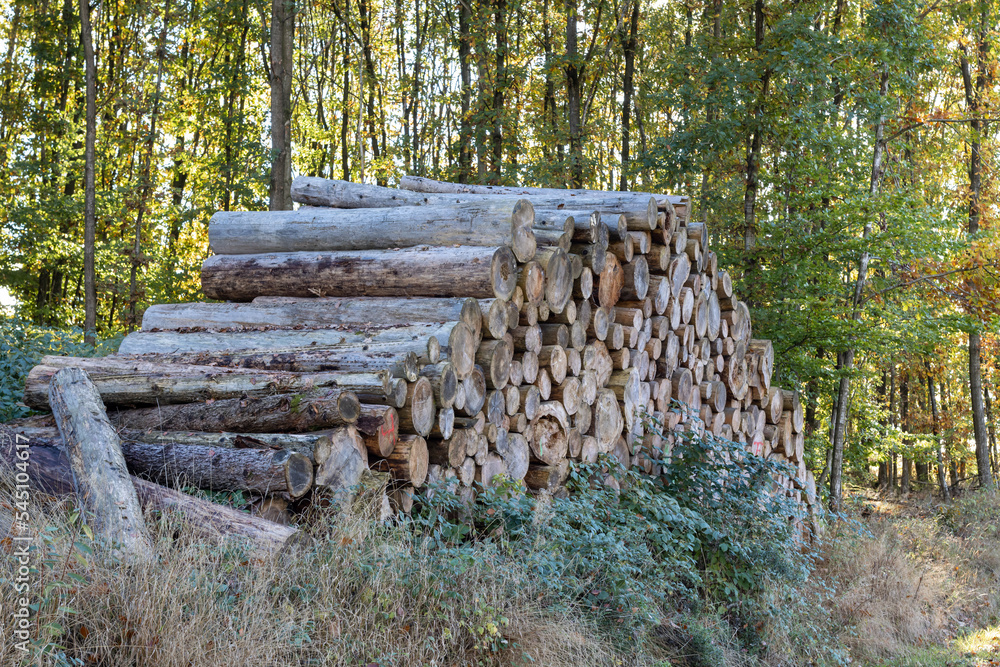 Log trunks pine, the logging timber forest wood industry.