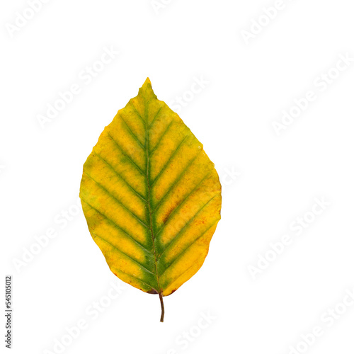 Autumn maple leaf bright on white background.