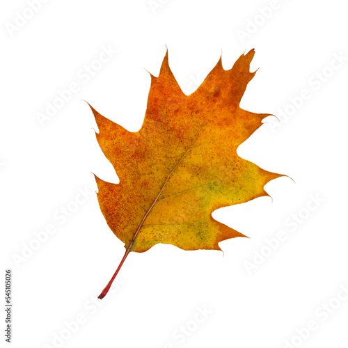 Autumn maple leaf bright on white background.
