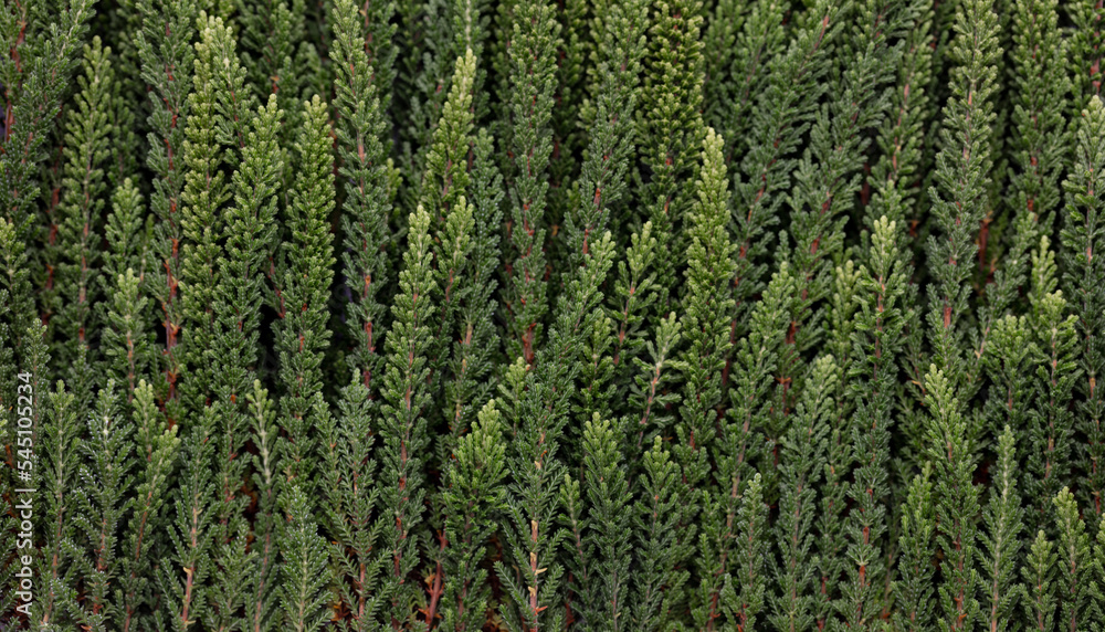 Branches of green calluna background, closeup. Branches of green calluna background, closeup.