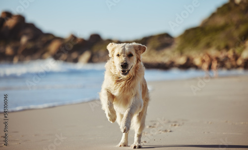 Freedom, happy running and dog on beach on summer morning walk, exercise and fun playing at ocean. Nature, water and healthy happy dog enjoying run in sea sand, cute animal happiness and pet health.