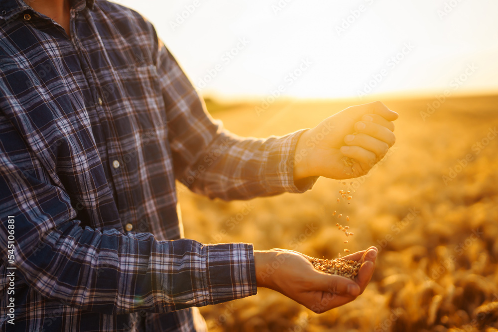 Ripe grains, ears of wheat in the hands of a farmer. Environmentally friendly product. Agricultural growth and farming business concept.