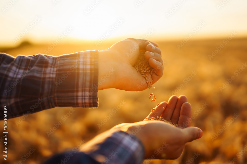 Ripe grains, ears of wheat in the hands of a farmer. Environmentally friendly product. Agricultural growth and farming business concept. Ripe grains, ears of wheat in the hands of a farmer. Environmentally friendly product. Agricultural growth and farming business concept.