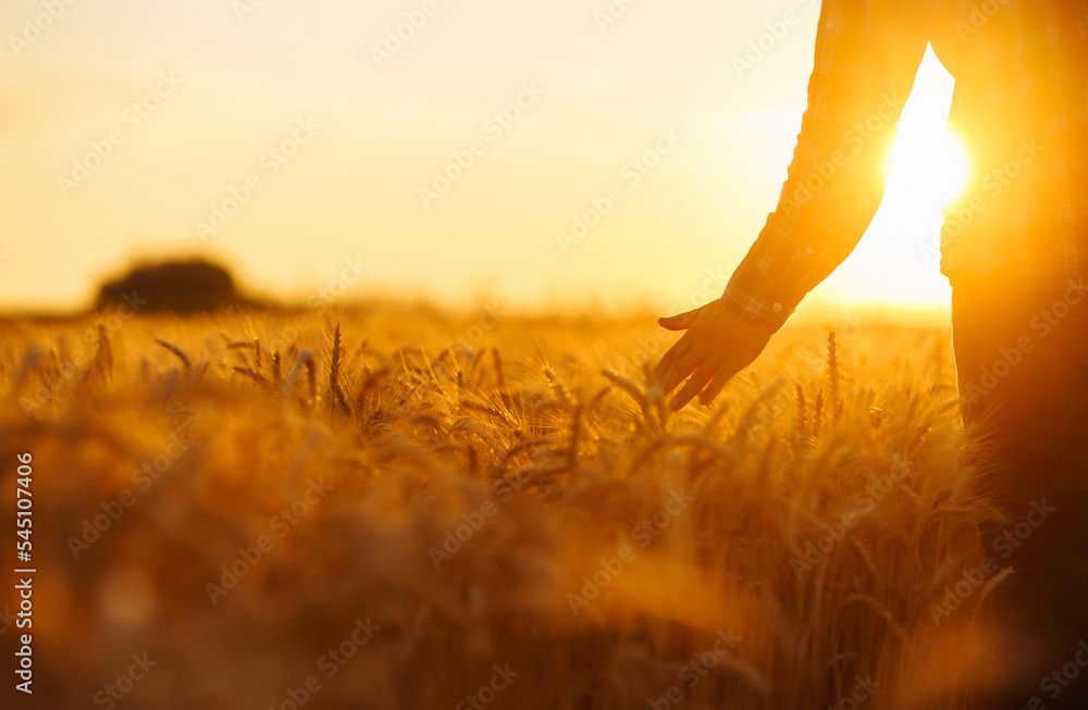 Fototapeta premium Silhouette of an agronomist farmer in a golden wheat field. The male holds ears of wheat in his hand. Agricultural growth and farming business concept