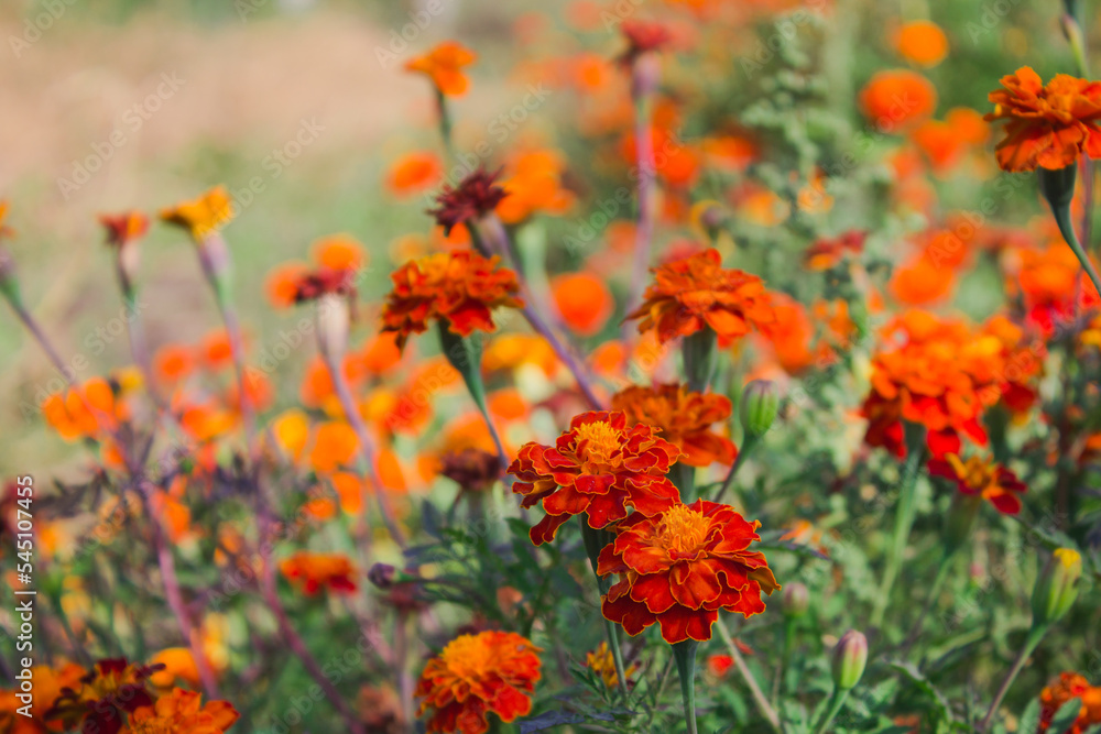 marigolds autumn flowers close up flowers on plantation