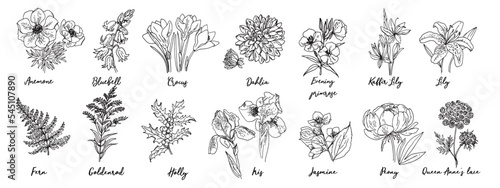 Flowers vector line drawing. Anemone drawn by a black line on a white background. Crocuses, fern, holly