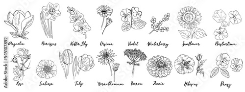 Flowers vector line drawing. Drawn by a black line on a white background. Narcissus, sunflower, tulip, rose