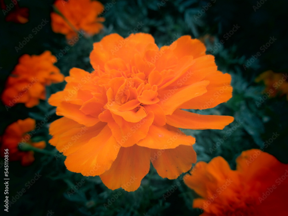 オレンジの花 オレンジの花