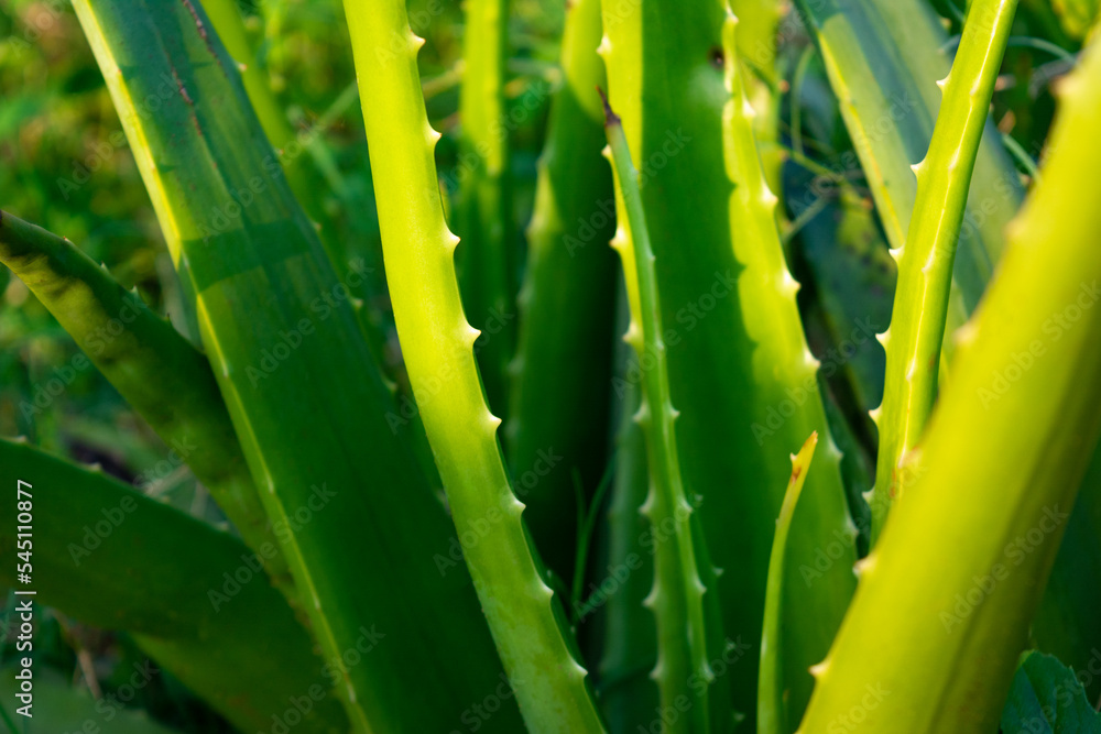 Fototapeta premium Close up aloe vera plant. Aloe vera is a very useful herbal medicine for skin care and hair care that can be used as treatment.