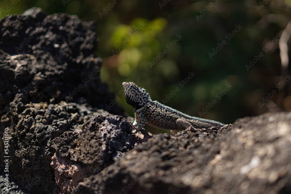 Obraz premium lizard on the rock in Galapagos