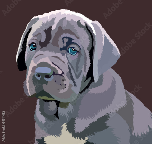 portrait of a dog breed Cane Corso on a dark background