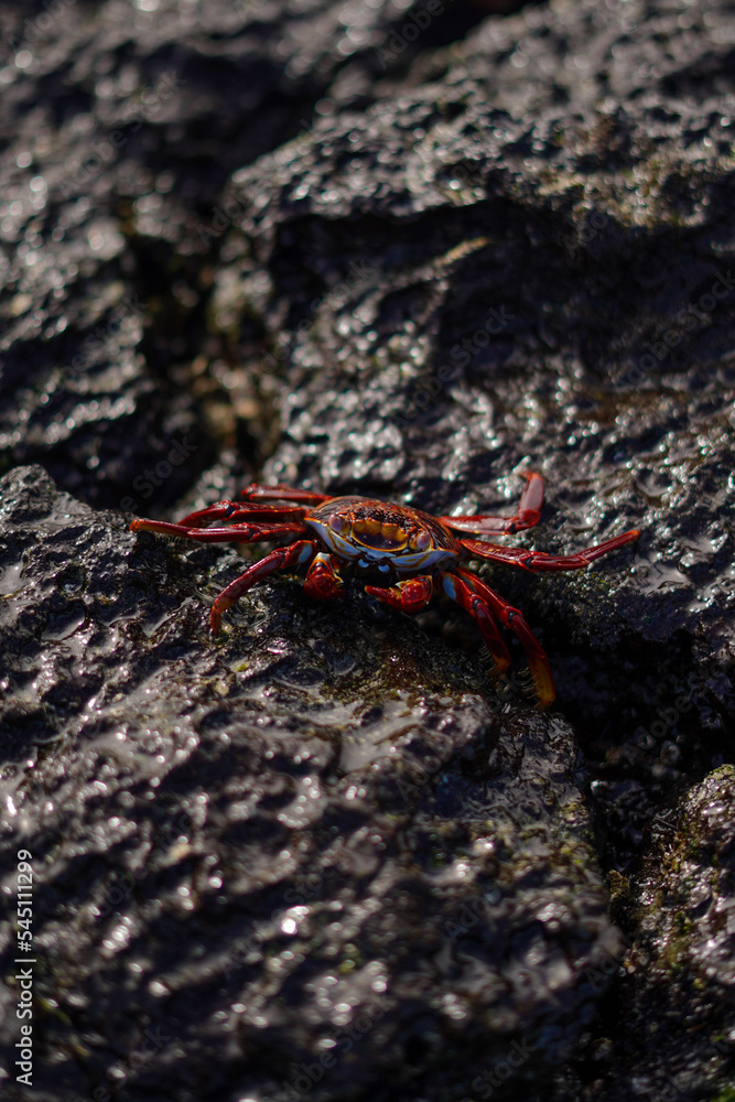 Red crab on the black rock in Galapagos Red crab on the black rock in Galapagos
