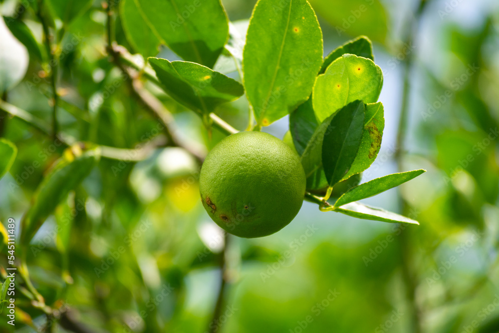 Fresh green lemon limes on tree in organic garden Fresh green lemon limes on tree in organic garden