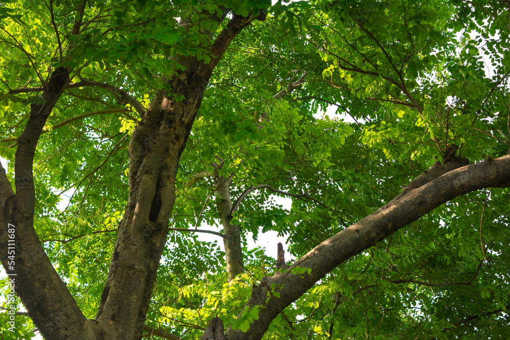 Under big green tree against the sky. Nature composition. Under big green tree against the sky. Nature composition.