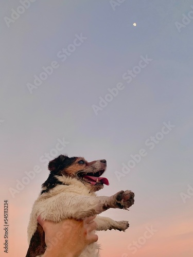 Foto Dogs Against Sky