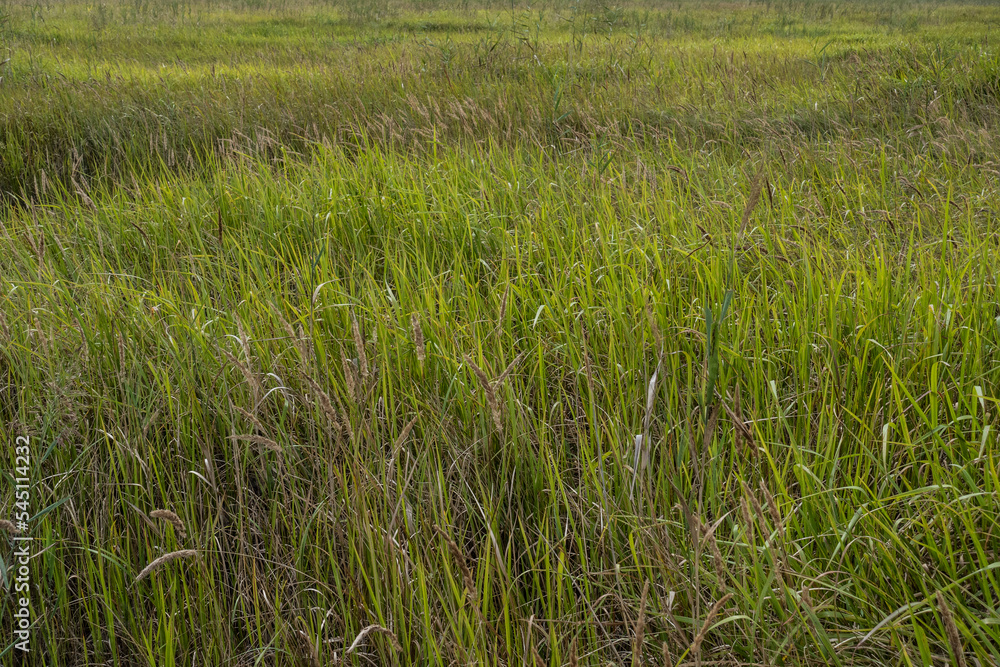 Obraz premium 갈대가 만든 녹색 바탕