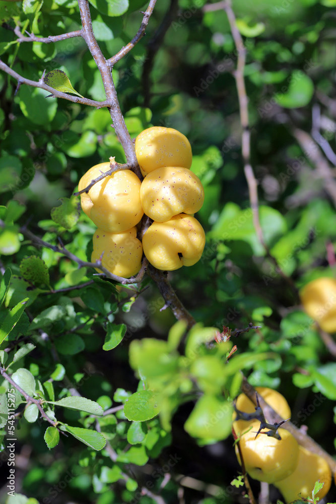 Chaenomeles japonica, called the Japanese quince or Maule's quince. Yellow fruits on the shrub.