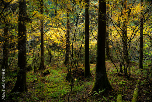 Golden autumn trees in the forest. Seasonal colorful nature backgrounds in Japan. Beautiful background 